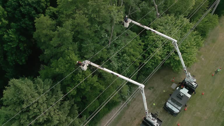 How Our Tree Care Process Works  in Black Diamond, FL